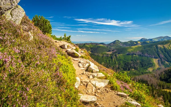 Bergslandskap Med Blommor Rohace Området Tatra National Park Slovakien Europa — Stockfoto