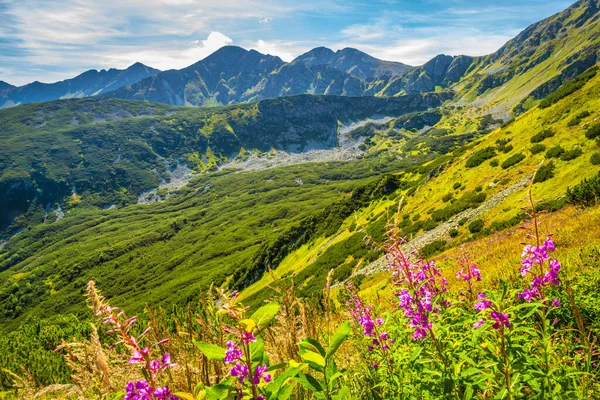 Bergslandskap Med Fireweed Blommor Rohace Området Tatra National Park Slovakien — Stockfoto