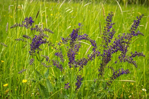 庭のセージとしても知られているSalvia Officinalisの花は 芝生の牧草地にあります — ストック写真