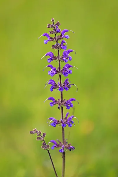 サルビアの花 別名ガーデンセージは クローズアップビューでぼやけた背景にあります — ストック写真