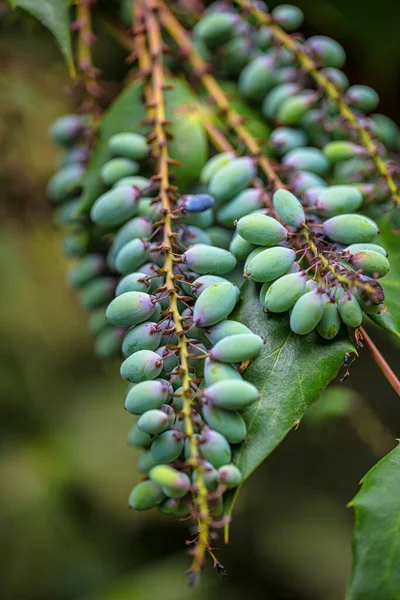 Mahonia Aquifolium Uva Oregon Planta Close Vista Sobre Fundo Borrado — Fotografia de Stock