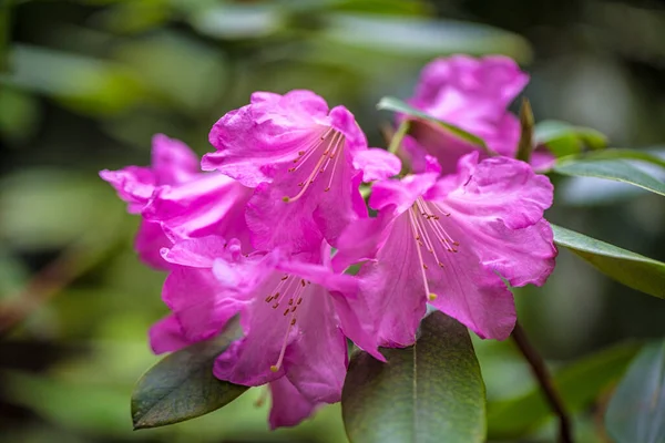 Rhododendron Rosa Blommor Närbild Suddig Bakgrund — Stockfoto