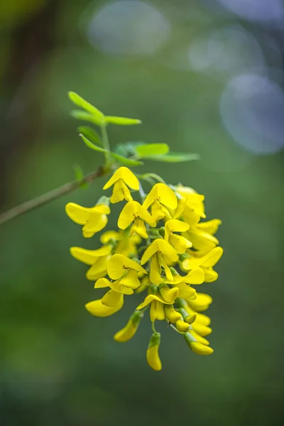 Flowers Yellow Wisteria Close View Blurred Background — Stock Photo, Image