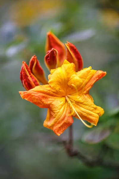 Azalea Portakal Çiçeği Arka Planda Bulanık Görünüyor — Stok fotoğraf
