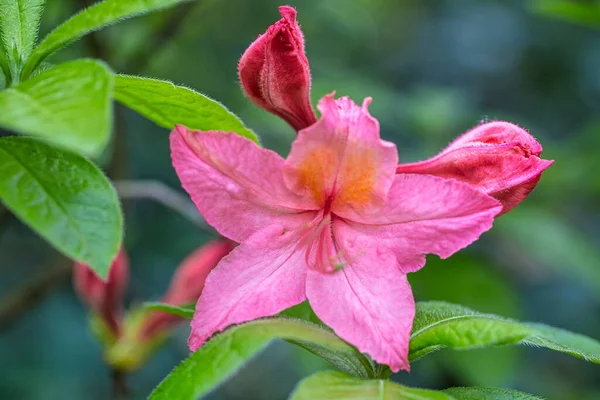 Azalea Roze Bloem Close Zicht Een Wazige Achtergrond — Stockfoto