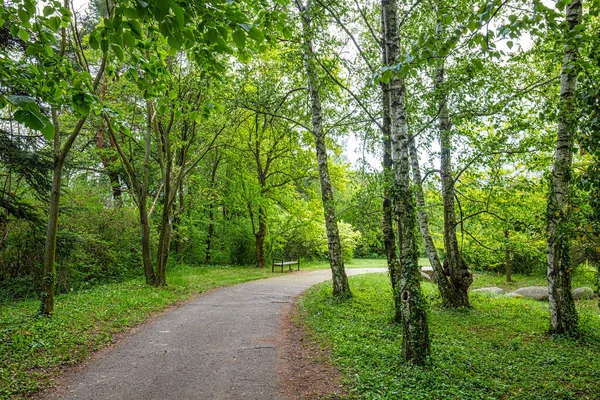 公園内の木々の横を歩く道 — ストック写真