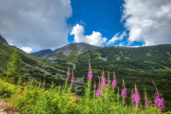 タトラ国立公園 スロバキア ヨーロッパのロハス地域での花々と山の風景 — ストック写真