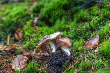 Çek Cumhuriyeti, Avrupa 'nın Hradec Kralove Bölgesi' ndeki Adrspach-Teplice Kayalıkları bölgesinin manzarası. İki yabani mantar, canlı yeşil yosunlar ve doğal bir ormanda düşen yapraklar arasında birlikte büyürler..