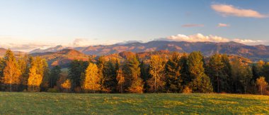 Gündoğumunda sonbahar dağları ve orman. Yeşil çayır, altın ağaçlar, muhteşem tepeler. Slovakya, Avrupa 'daki Mala Fatra Milli Parkı.