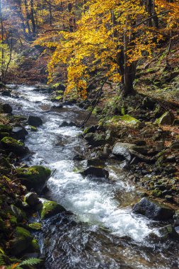 Sonbahar şelalesi canlı yapraklar ve yosunlu kayalıklardan oluşan bir ormanda kayalık bir derede akıyor. Slovakya, Avrupa 'daki Mala Fatra Milli Parkı.