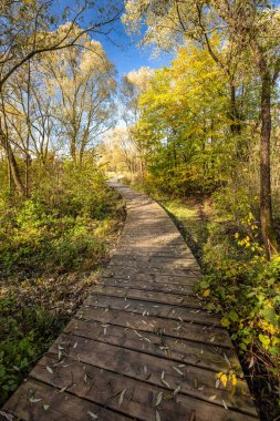 Sonbahar parkında dönen ahşap patika.
