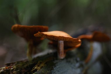 Zehirli mantar sahte bal agarics