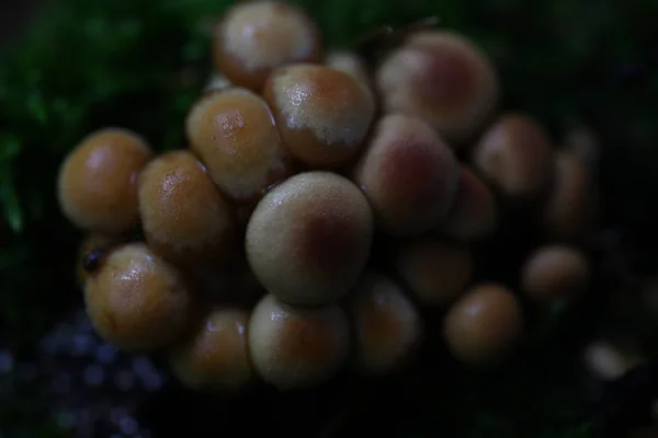 毒蘑菇假蜂蜜伞 — 图库照片