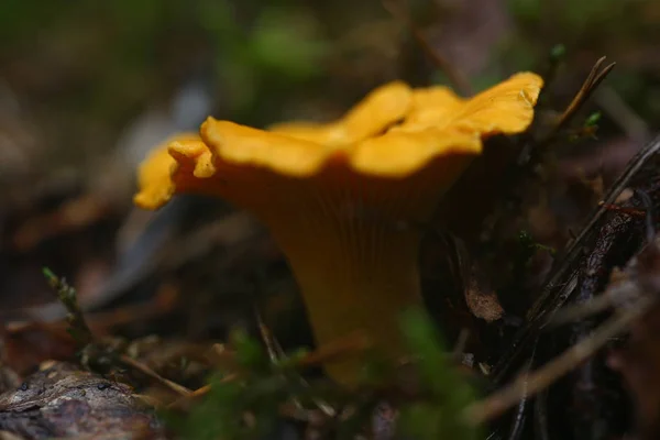 Ядовитые грибы скантерель агарики растут — стоковое фото