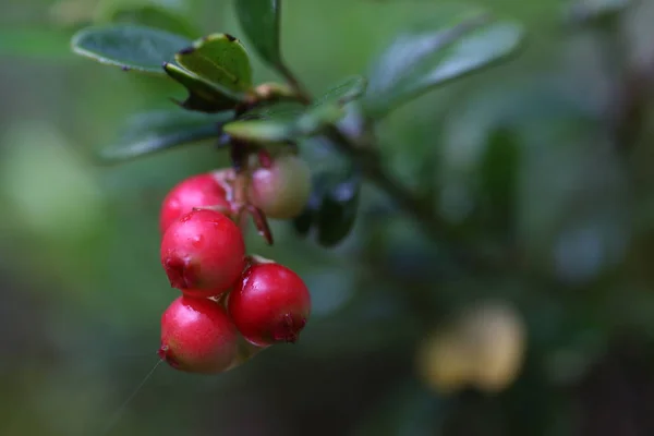 자연에는 숲에서 붉은 열매 — 스톡 사진