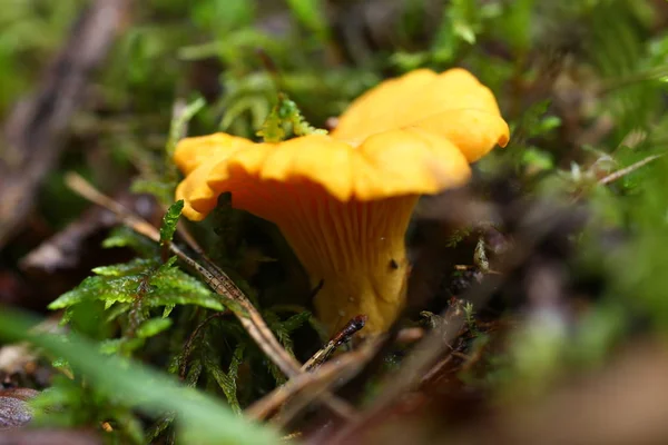 Giftige paddestoelen hanenkam agarics groeien — Stockfoto