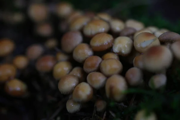 Giftig svamp falsk honung agarics — Stockfoto