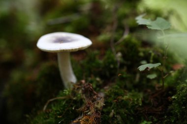Zehirli mantar sahte bal agarics