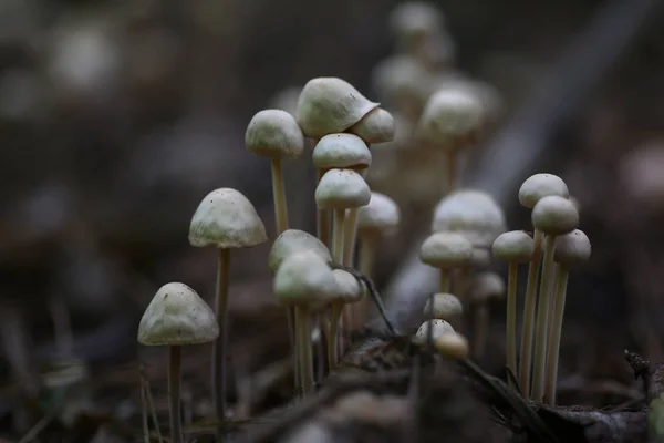 Setas venenosas falsos agáricos miel — Foto de Stock