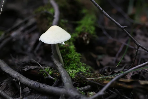 Ядовитые грибы фальшивые медовые агарики — стоковое фото