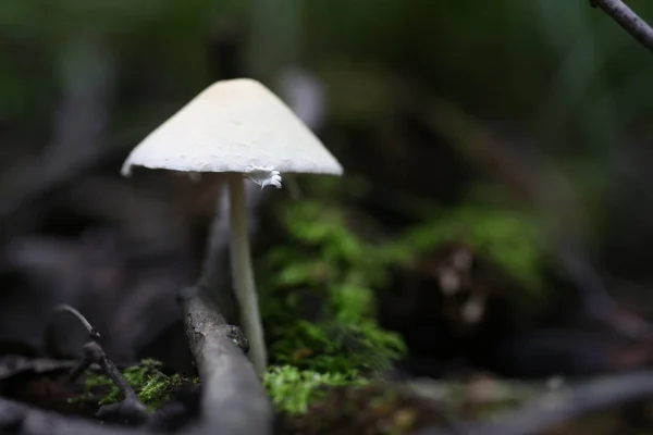 Giftig svamp falsk honung agarics — Stockfoto