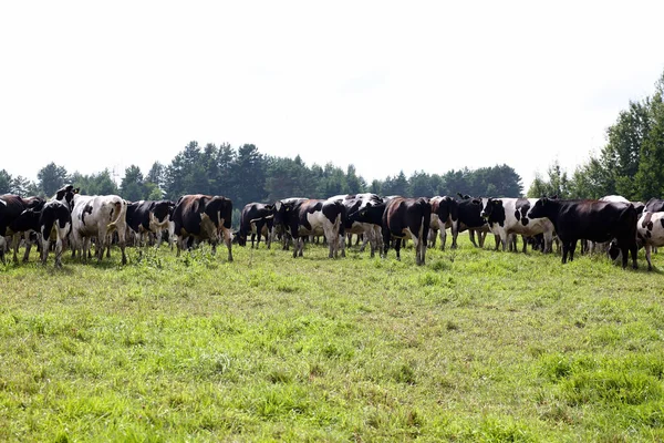 De koe op weide — Stockfoto