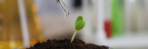 Cultivo vegetal em condições de estufa — Fotografia de Stock