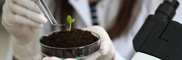 Investigación de laboratorio con vegetación — Foto de Stock