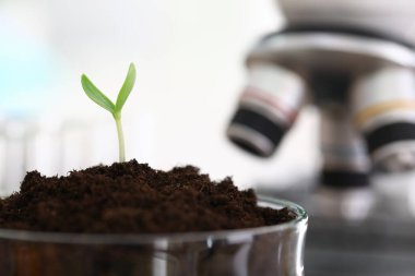 Mikroskobun yanındaki cam kavanozda küçük yapraklar yetişiyor.