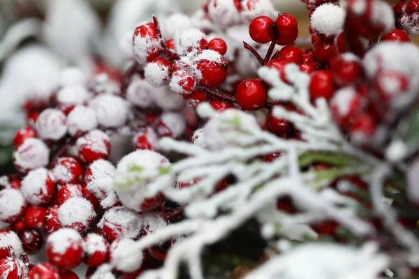Czerwone jagody są pokryte śniegiem w zimie — Zdjęcie stockowe
