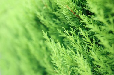 Yeşil ağaç dalları kapanıyor.