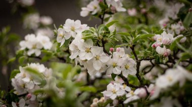 Bahçede elma ağacıbahar çiçekleri güzel dalı
