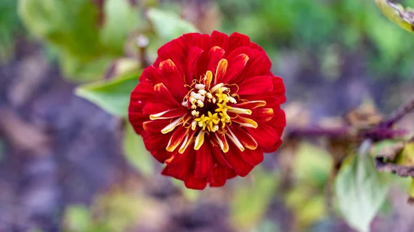 Vacker Röd Blomma Med Gula Kronblad Trädgården — Stockfoto