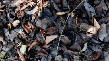 Sonbahar bahçesinde düşen yapraklar