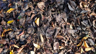 Sonbahar bahçesinde düşen yapraklar