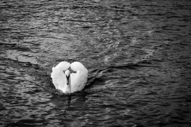 Gölde siyah beyaz bir kuğu
