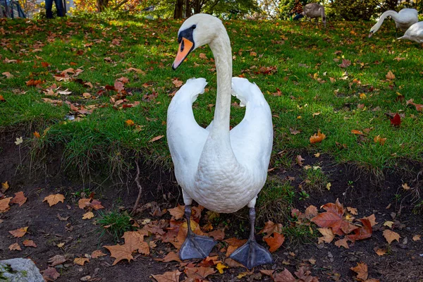 Cisne Posando Para Uma Foto Close — Fotografia de Stock