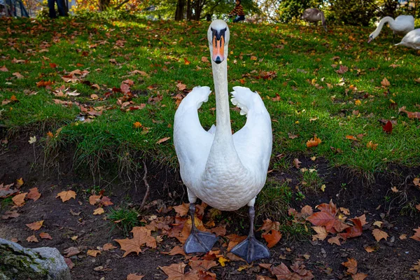 Cisne Posando Para Uma Foto Close — Fotografia de Stock