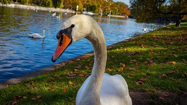 Cisne Posando Para Uma Foto Close — Fotografia de Stock