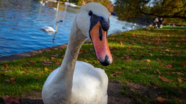 Cisne Posando Para Uma Foto Close — Fotografia de Stock