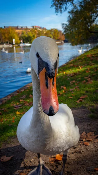 Cisne Posando Para Uma Foto Close — Fotografia de Stock