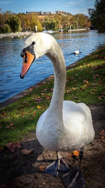 Cisne Posando Para Uma Foto Close — Fotografia de Stock