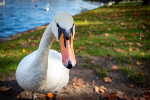 Cisne Posando Para Uma Foto Close — Fotografia de Stock