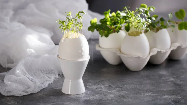 Microgreens en las cáscaras de huevo, concepto de Pascua, huevos de Pascua —  Fotos de Stock