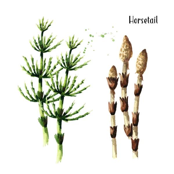 Horsetail plant. Watercolor hand drawn illustration, isolated on white background — Stock Image Horsetail Plant Watercolor Hand Drawn Illustration Isolated White Background Royalty Free Stock Images