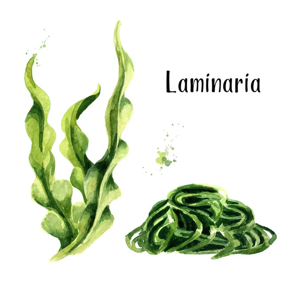 kelp laminaria japonica