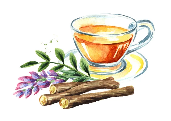 Licorice tea, flower and root, concept of healthy drink. Watercolor hand drawn illustration isolated on white background