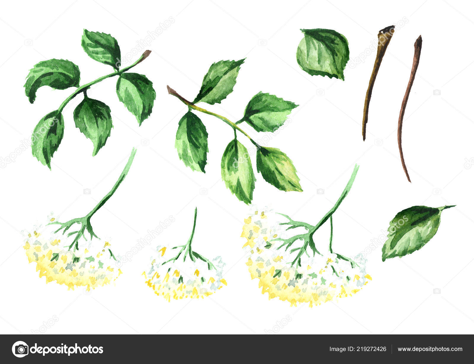 éléments Fleur Sureau Illustration Aquarelle Dessinés Main