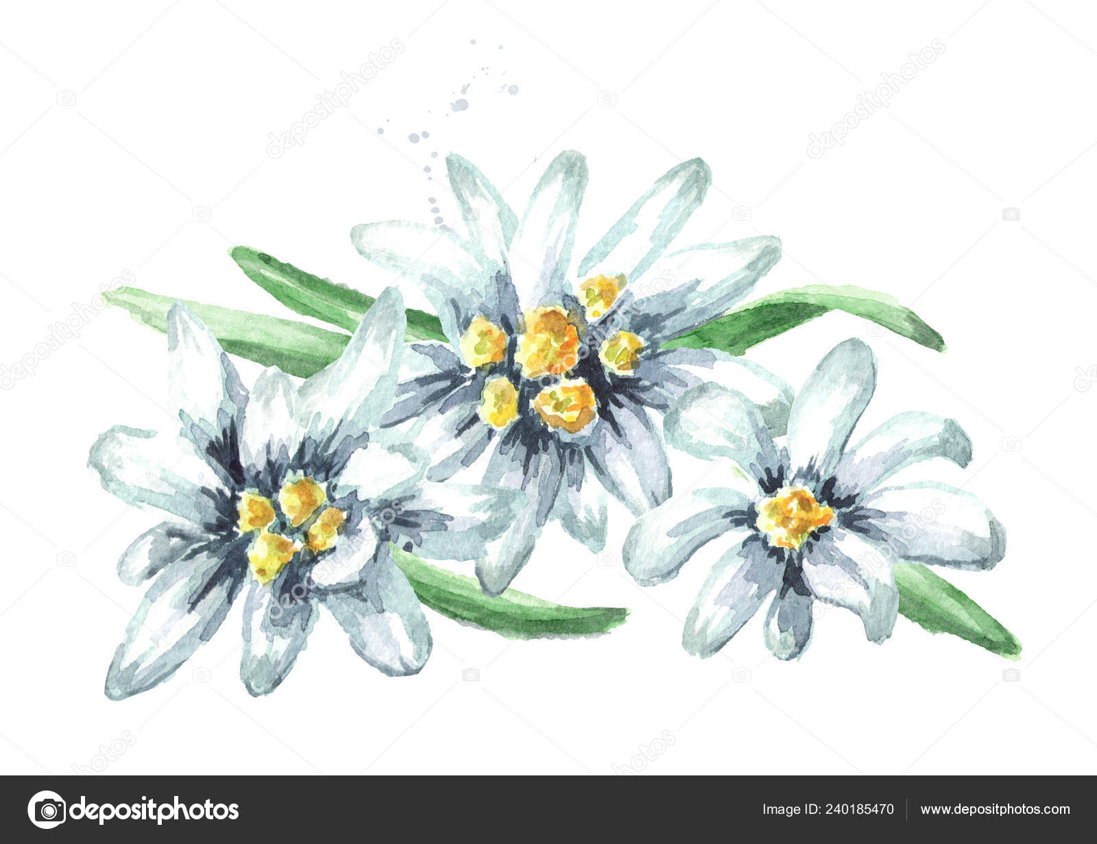 Edelweiss Flowers Leontopodium Alpinum Watercolor Hand Drawn Illustration Isolated White Stock Photo By C Daria Ustiugova