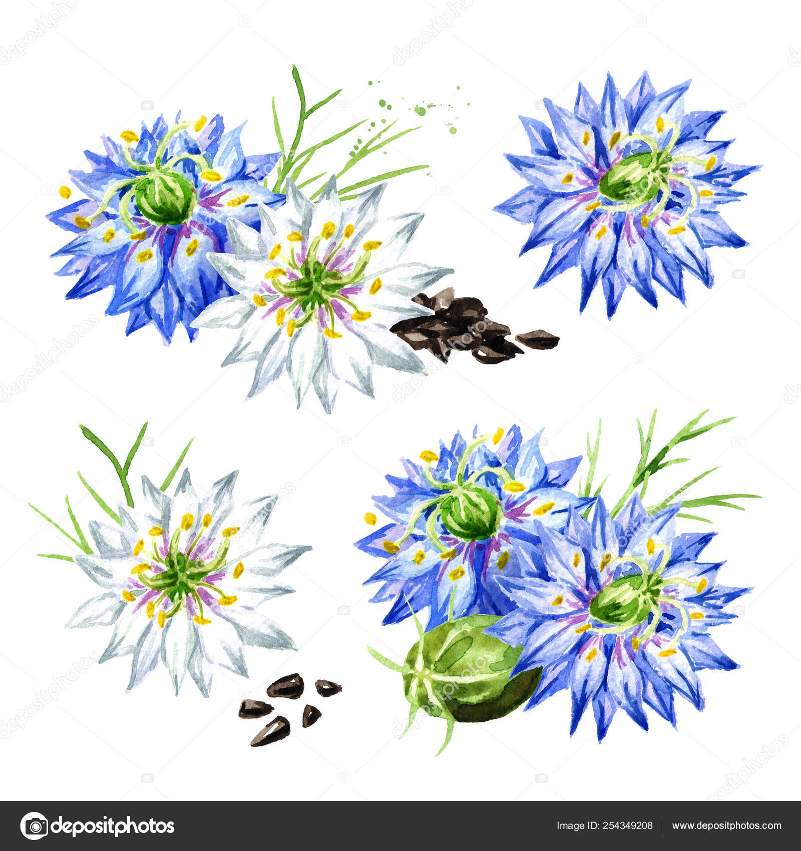 ニゲラ Sativa またはフェンネルの花 ナツメグの花 ローマのコリアンダー ブラック クミン 黒こま Blackseed 黒キャラウェイ ストック写真 C Daria Ustiugova